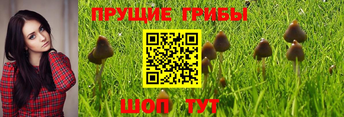 Волжский  дарнет шоп  Вход с VPN  Псилоцибиновые грибы MAGIC MUSHROOMS 